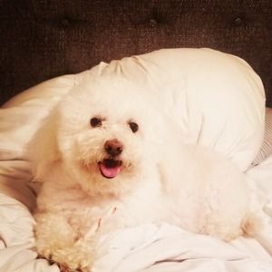 Meet your Posher, Daisy